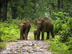 Elephas maximus indicus