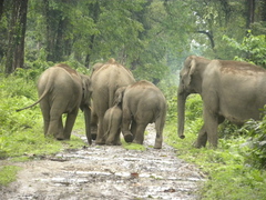 Elephas maximus indicus