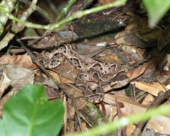 Bothrops jararacussu