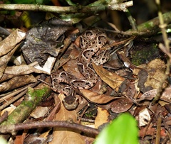 Bothrops jararacussu
