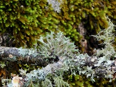 Heterodermia echinata