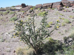 Cylindropuntia whipplei