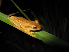 Boana bischoffi