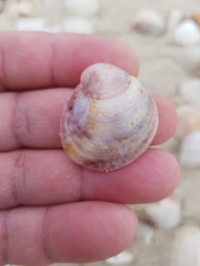 Crepipatella dilatata