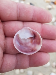 Crepipatella dilatata