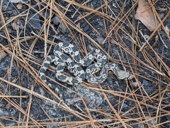 Pituophis melanoleucus melanoleucus