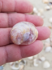 Crepipatella dilatata