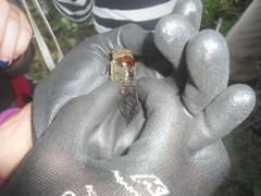 Cicadidae