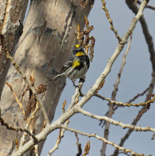 Audubon's Warbler photographed in Idaho