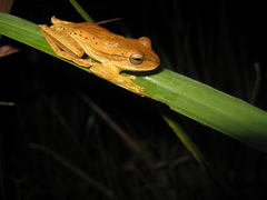 Boana bischoffi