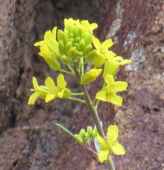 Sisymbrium linifolium