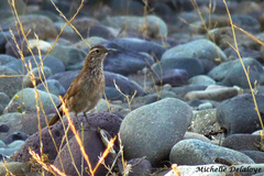 Upucerthia dumetaria