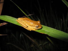 Boana bischoffi