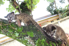 Paradoxurus hermaphroditus