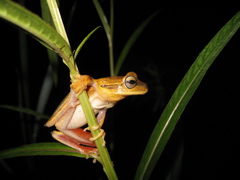 Boana bischoffi