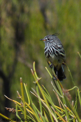 Anairetes flavirostris