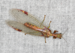 Ditaxis meridiei