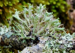 Heterodermia echinata