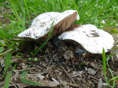 Agaricales