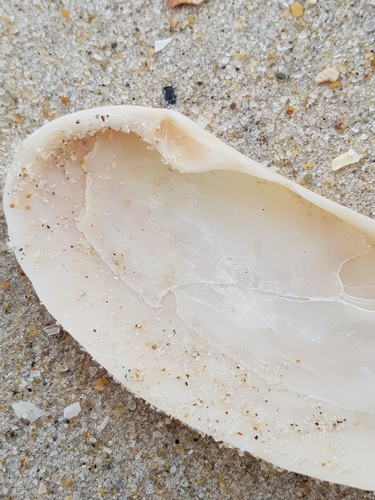 Oblong Otter-shell