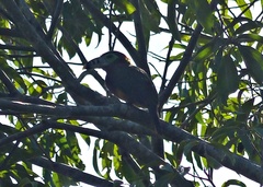 Selenidera maculirostris