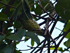 Oxyruncus cristatus