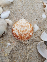 Glycymeris glycymeris
