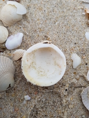 Glycymeris glycymeris