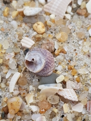 Steromphala cineraria