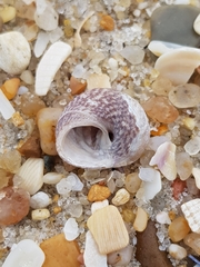 Steromphala cineraria