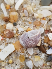 Steromphala cineraria