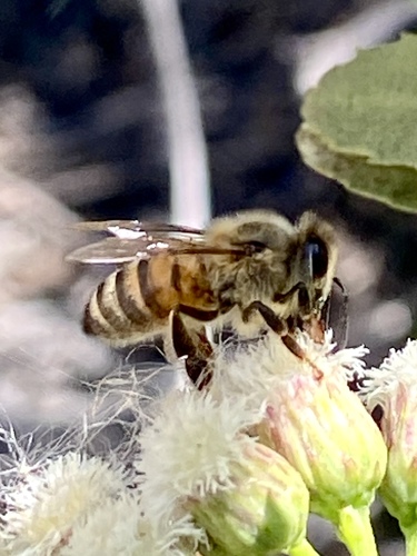 iNaturalist observation photo of Western Honey Bee