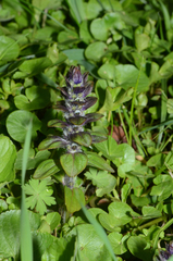 Ajuga reptans