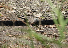 Geopelia placida placida