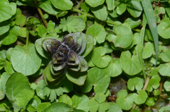 Ajuga reptans