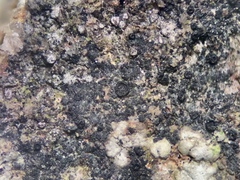 Leimonis erratica