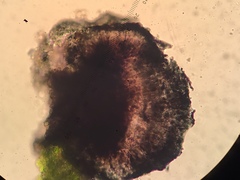 Leimonis erratica