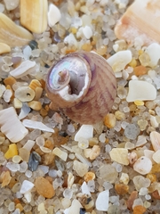 Steromphala cineraria