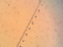 Leimonis erratica