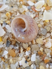 Steromphala cineraria