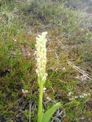 Platanthera hyperborea
