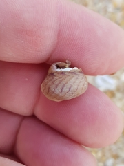 Steromphala cineraria