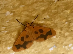 Eubaphe