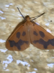 Eubaphe