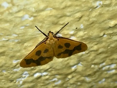 Eubaphe
