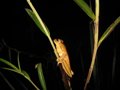 Boana bischoffi
