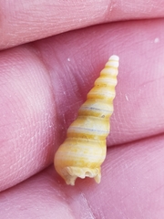 Mesalia