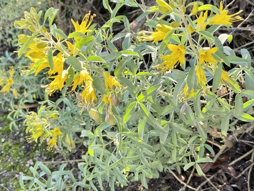 iNaturalist observation photo of Bladderpod