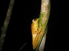 Boana bischoffi