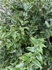 Sarcococca hookeriana